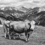 Dolomites_05 Dolomitic Cow