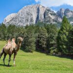 Dolomites_15 Camel in the Dolomites