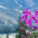 ALESSA - Foto Dolomiti