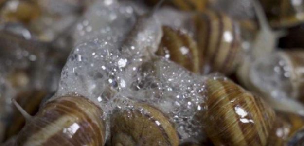 Lumaca-re * Bava di lumaca, Cosmetici, Lumache gourmet LAZIO