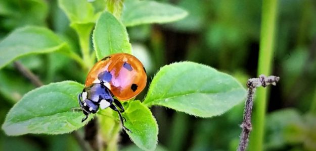 Due Palmenti * * * Erbe aromatiche Territorio Etneo SICILIA