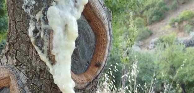 MannaTerrAcqua Manna, Integratori, Tisane, Cosmetici bio SICILIA