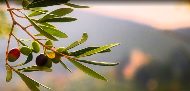Valle Trigno Agroalimentare Pasta, Olio EVO, Olio aromatizzato ABRUZZO