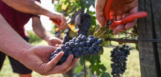 Poderi dù Suldà * Vini piemontesi DOC rossi, rosati, bianchi PIEMONTE